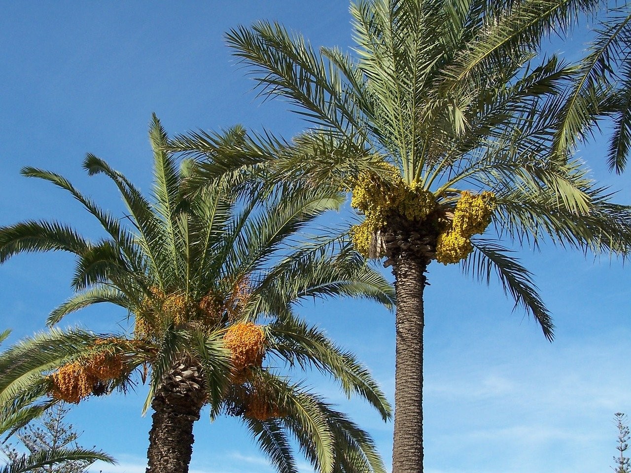 Les 10 principales plantes du désert libyque